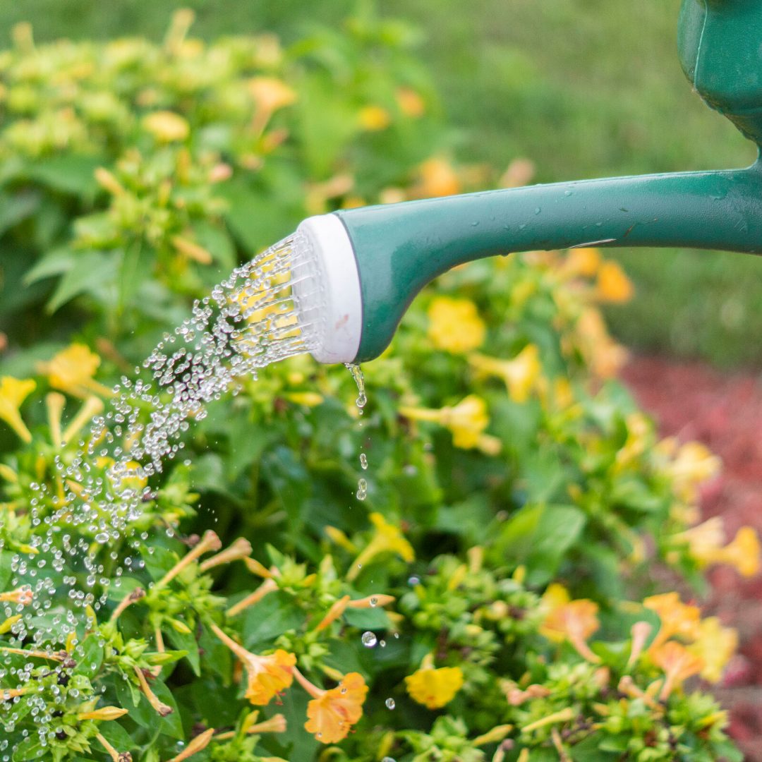 watering plants / gardening